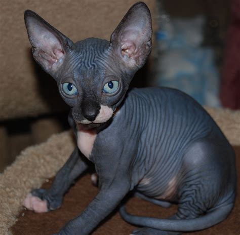 oily hairless cat|Hairless cats – everything you need to know about。